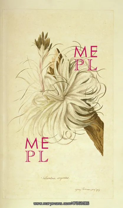 : Tillandsia geminiflora : Tillandsia geminiflora
