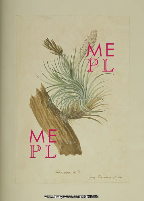 : Tillandsia stricta, air plant : Tillandsia stricta, air plant