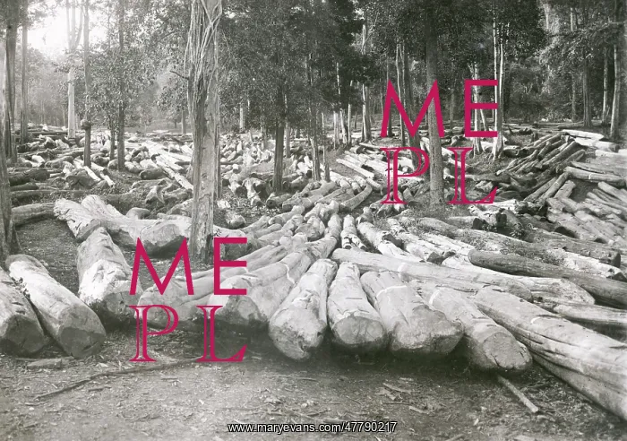 : Timber logging forestry in Burma c. early 20th century