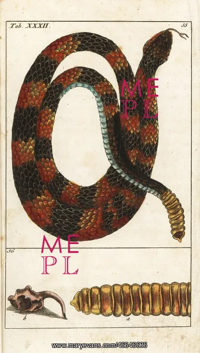 : Timber rattlesnake, Crotalus horridus : Timber rattlesnake, Crotalus horridus