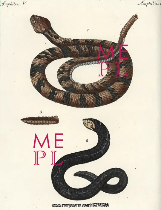: Timber rattlesnake and water snake : Timber rattlesnake and water snake