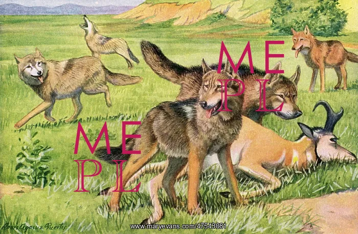 : Timber Wolf and Coyote : Timber Wolf and Coyote