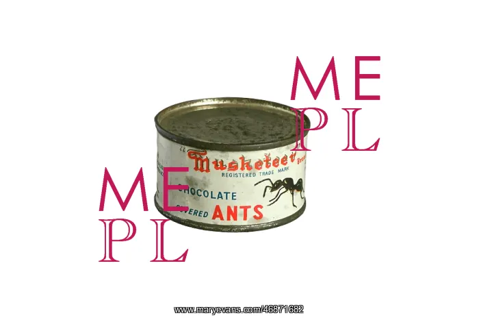 : Tin of Musketeer's chocolate ants : Tin of Musketeer's chocolate ants