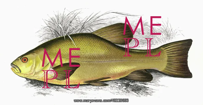 : Tinca tinca, or Tench : Tinca tinca, or Tench