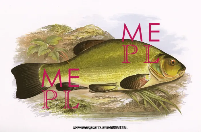 : Tinca tinca, or Tench : Tinca tinca, or Tench