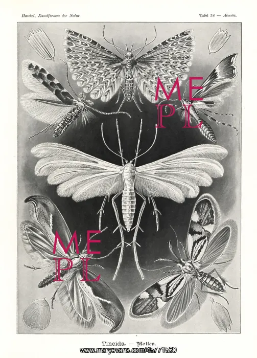 : Tineida or moths : Tineida or moths