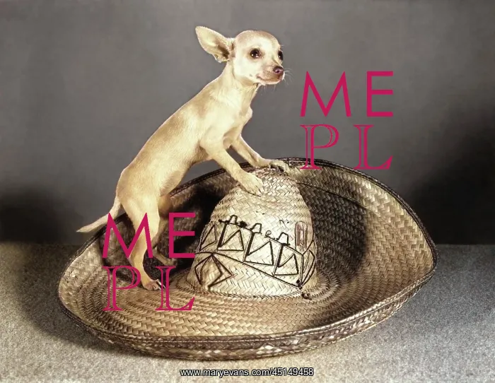 : Tiny Chihuahua Dog Looking at Camera Standing : Tiny Chihuahua Dog Looking at Camera Standing