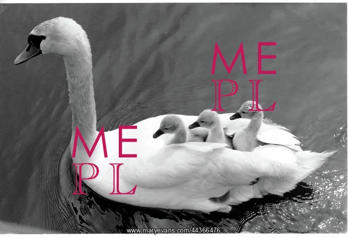 : Three tiny cygnets enjoying a ride on their mother swan's ba : Three tiny cygnets enjoying a ride on their mother swan's ba