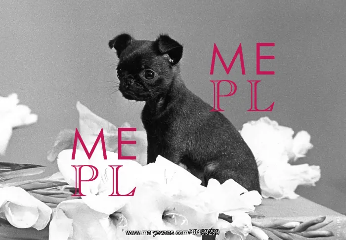 : TINY PUPPY HAS CUTE FACE : TINY PUPPY HAS CUTE FACE