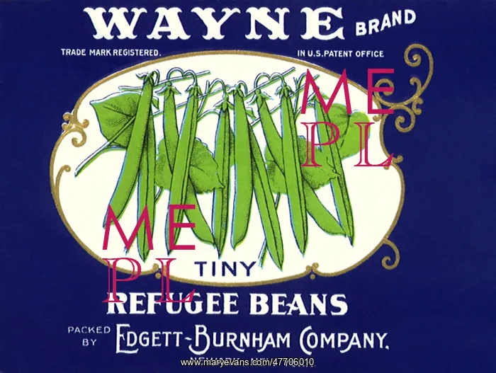  : Tiny Refugee Beans