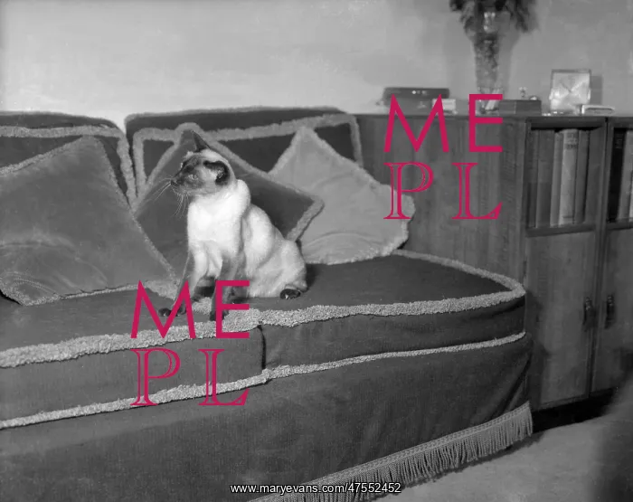  : Tio Pepe (Cat)