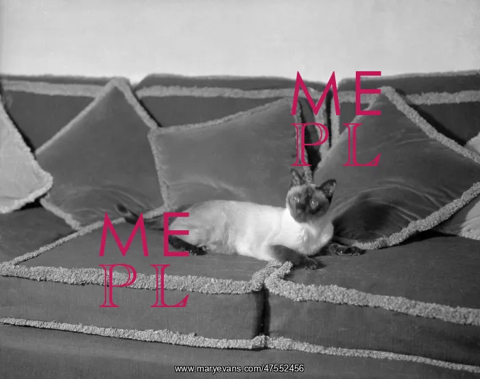  : Tio Pepe (Cat)