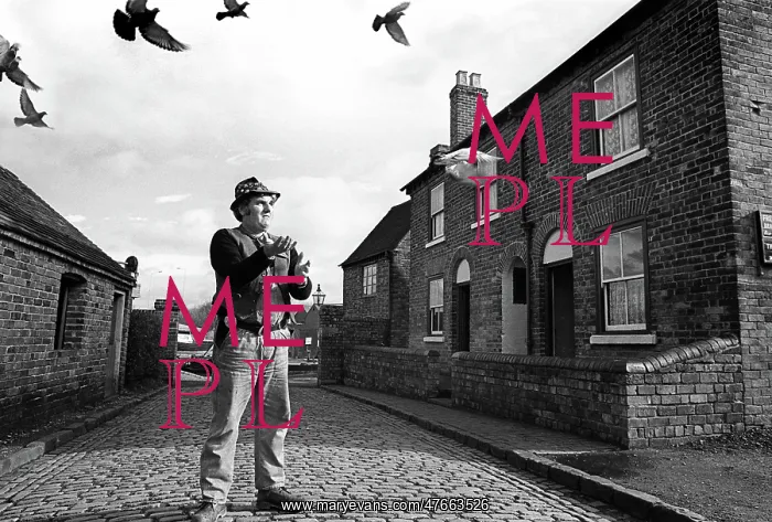 : Tipler pigeons - 02 : Tipler pigeons - 02