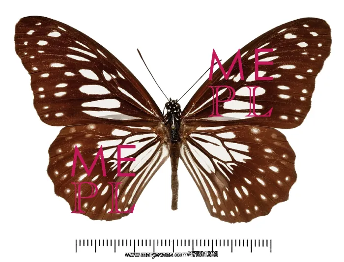 : Tirumala ishmoides ishmoides : Tirumala ishmoides ishmoides