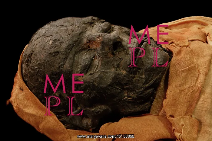 : Tissue sampling operation of an Egyptian mummy : Tissue sampling operation of an Egyptian mummy