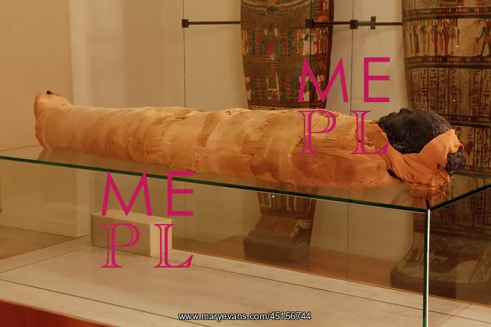 : Tissue sampling operation of an Egyptian mummy : Tissue sampling operation of an Egyptian mummy