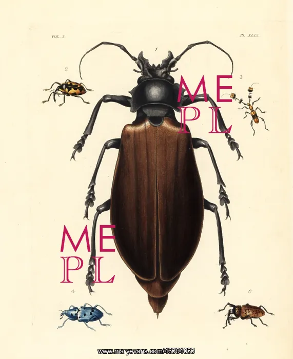 : Titan and other exotic beetles : Titan and other exotic beetles