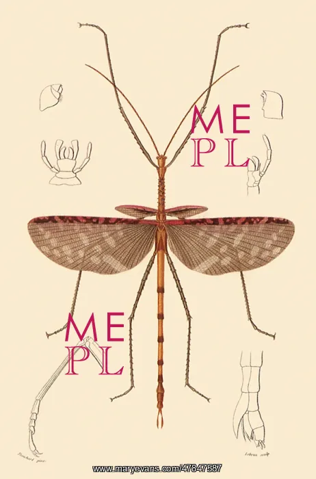 : Titan Stick Insect : Titan Stick Insect