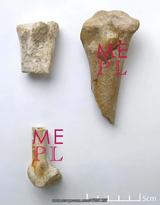 : Titanopteryx philadelphiae wing bones : Titanopteryx philadelphiae wing bones