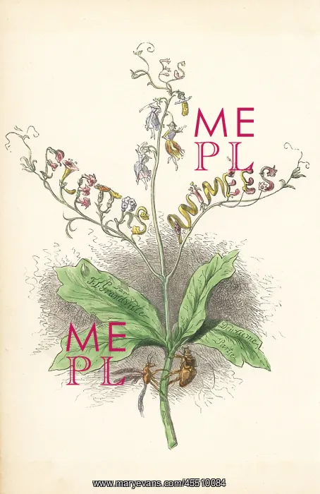 : Title page illustration with flower fairies : Title page illustration with flower fairies