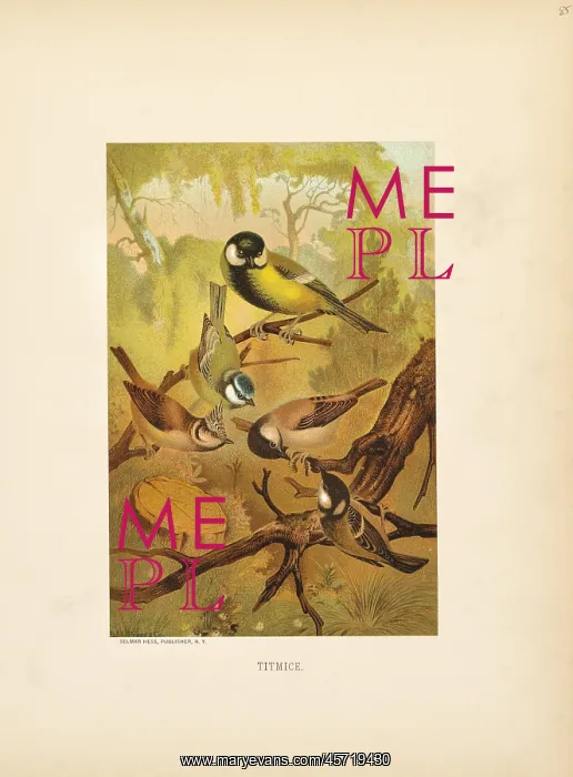 : Titmouse - birds - animals - nature : Titmouse - birds - animals - nature