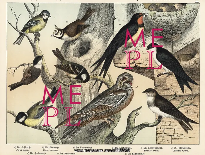: Tits, swallows and nightjar : Tits, swallows and nightjar