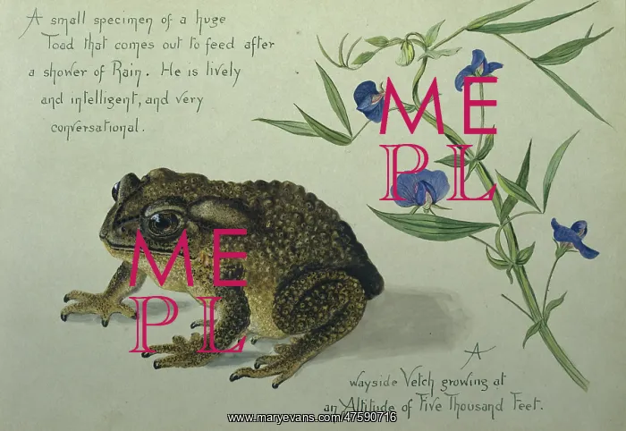 : A Toad. Watercolour by Olivia Fanny Tonge 1858-1949 : A Toad. Watercolour by Olivia Fanny Tonge 1858-1949