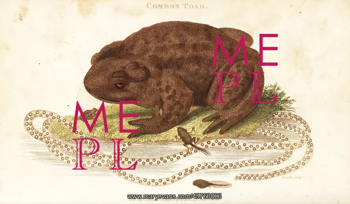 : Toad, Bufo bufo : Toad, Bufo bufo