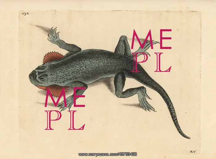 : Toad headed agama, Phrynocephalus mystaceus mystaceus : Toad headed agama, Phrynocephalus mystaceus mystaceus