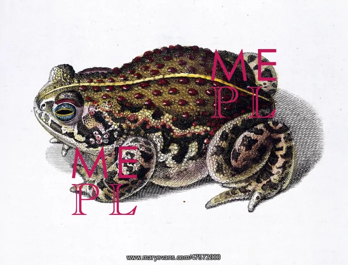 : Toad illustration : Toad illustration