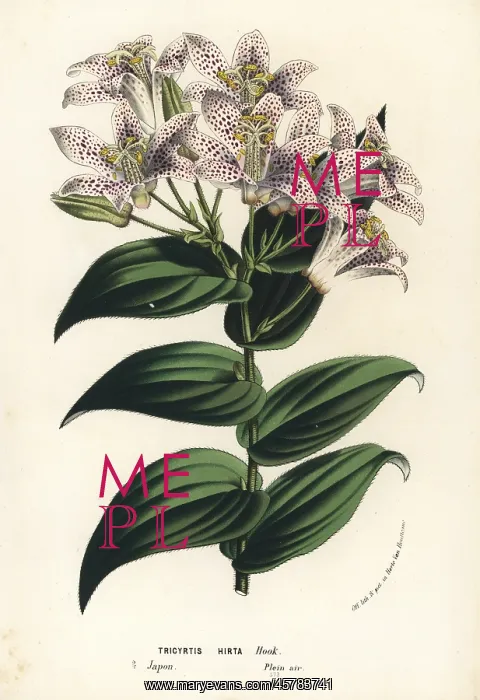 : Toad lily, Tricyrtis hirta : Toad lily, Tricyrtis hirta