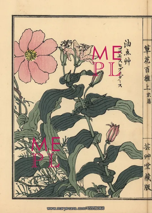 : Toad lily, Tricyrtis hirta, and Mexican aster : Toad lily, Tricyrtis hirta, and Mexican aster