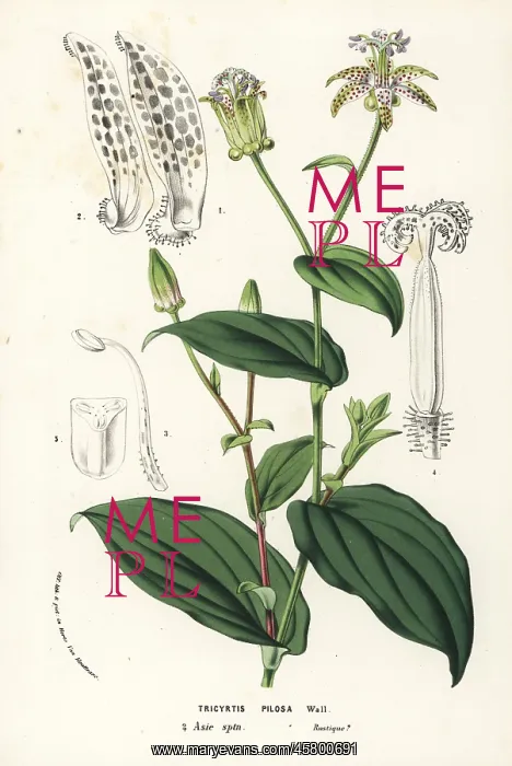  : Toad lily, Tricyrtis maculata