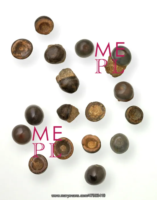 : Toad Stones or fish teeth : Toad Stones or fish teeth