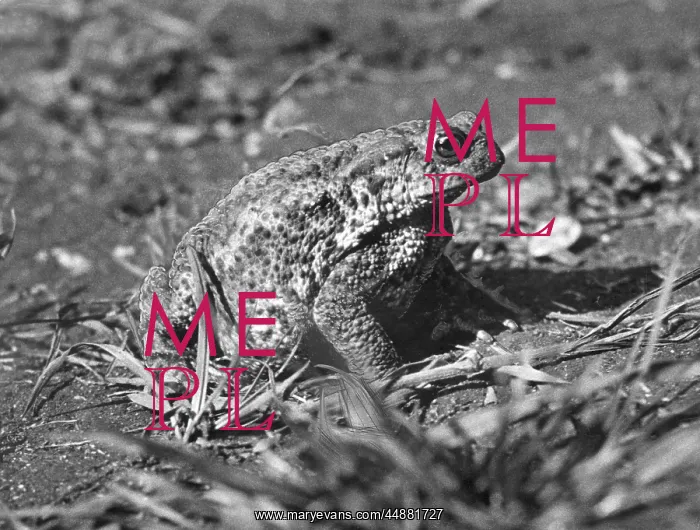  : TOAD STUDY