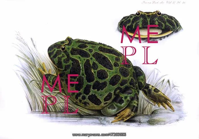  : TOAD / ZOO.SOC / VOL XI