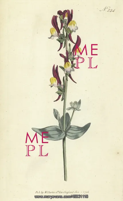 : Toadflax, Linaria triphylla : Toadflax, Linaria triphylla