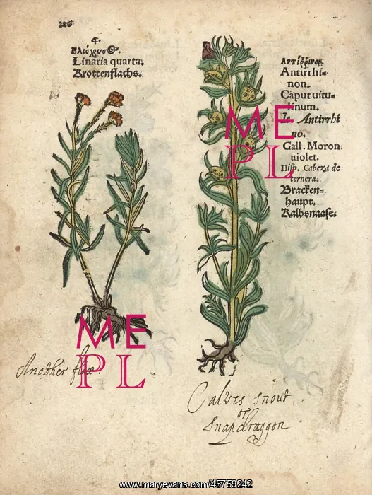 : Toadflax, Linaria vulgaris, and snapdragon : Toadflax, Linaria vulgaris, and snapdragon