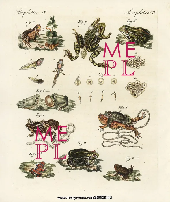 : Toads and frogs : Toads and frogs