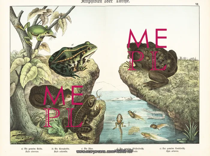 : Toads and frogs : Toads and frogs
