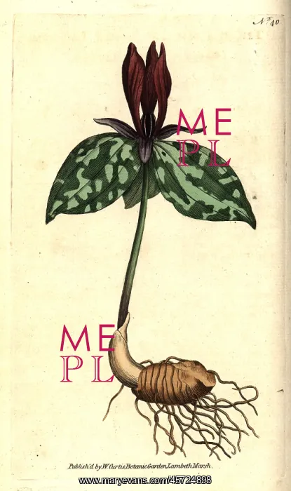 : Toadshade or sessile trillium, Trillium sessile : Toadshade or sessile trillium, Trillium sessile