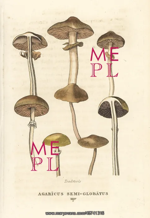 : Toadstools, Agaricus semi-globatus : Toadstools, Agaricus semi-globatus