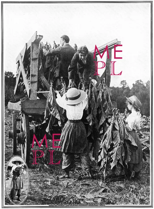 : Tobacco farm in Norfolk : Tobacco farm in Norfolk