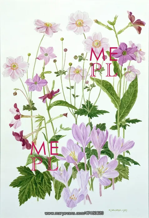 : Tobacco flowers etc