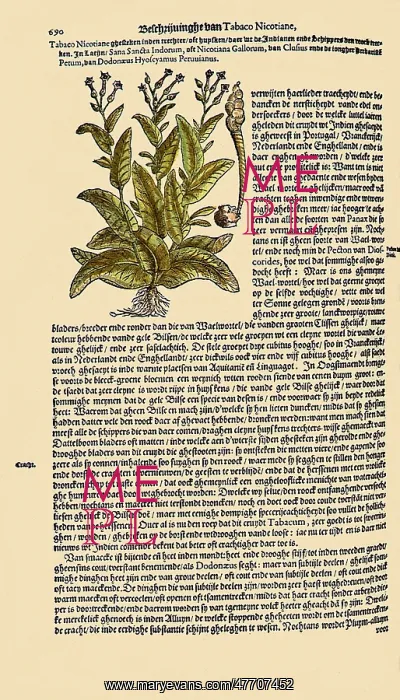  : Tobacco Leaves