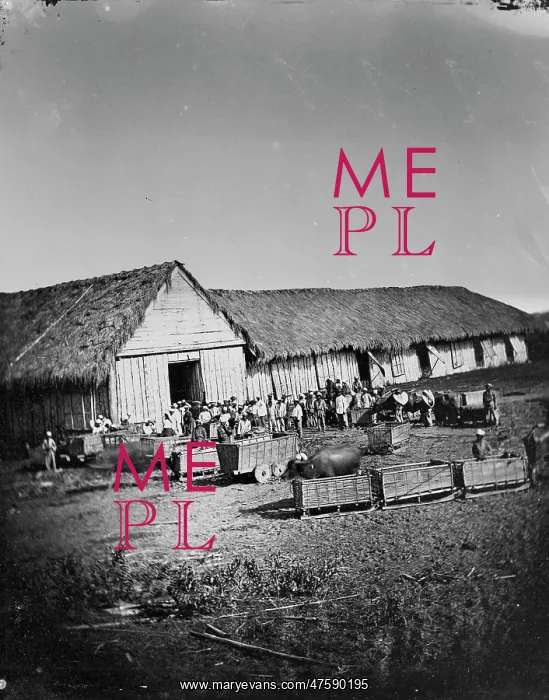 : Tobacco market, Philippines : Tobacco market, Philippines