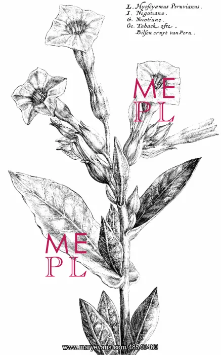 : Tobacco Plant, 1615 : Tobacco Plant, 1615