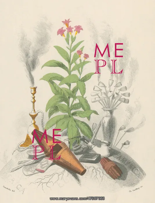 : Tobacco Plant : Tobacco Plant