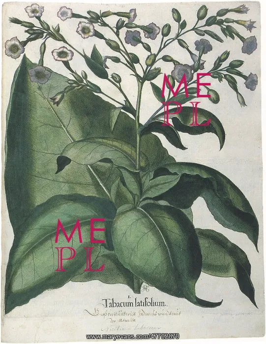  : Tobacco Plant