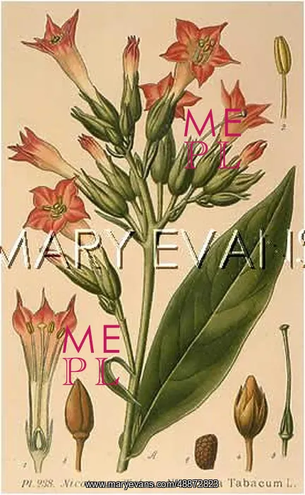  : TOBACCO PLANT